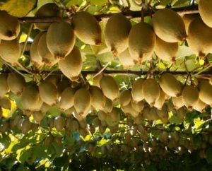 Strong global demand, coupled with Zespri’s ambition to grow global sales to $4.5b by 2025, is driving demand for kiwifruit orchards which are selling at record prices. Photo tes.com 
